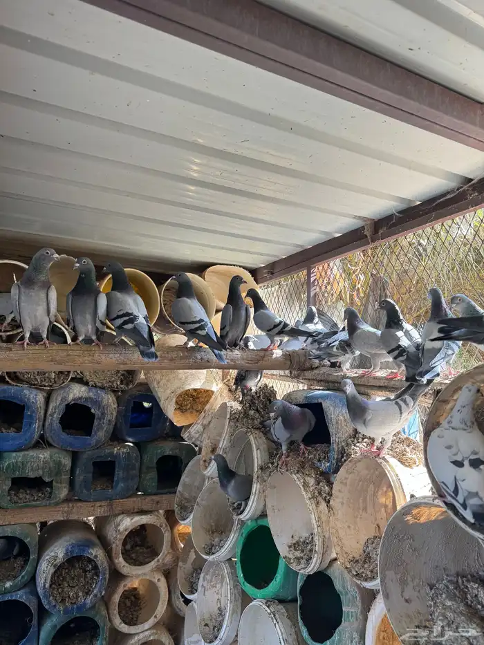 حمام زاجل منتج 2