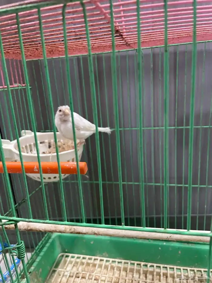 انثى كناري منتجه تحتها بيض 0