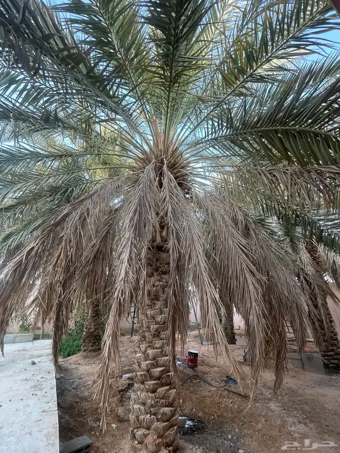 نخلتين خلاص مجانا 1