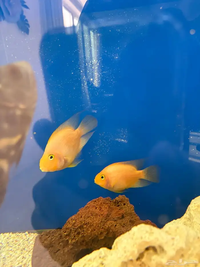 سمك مفترس ببغاء برتقالي للبيع 3