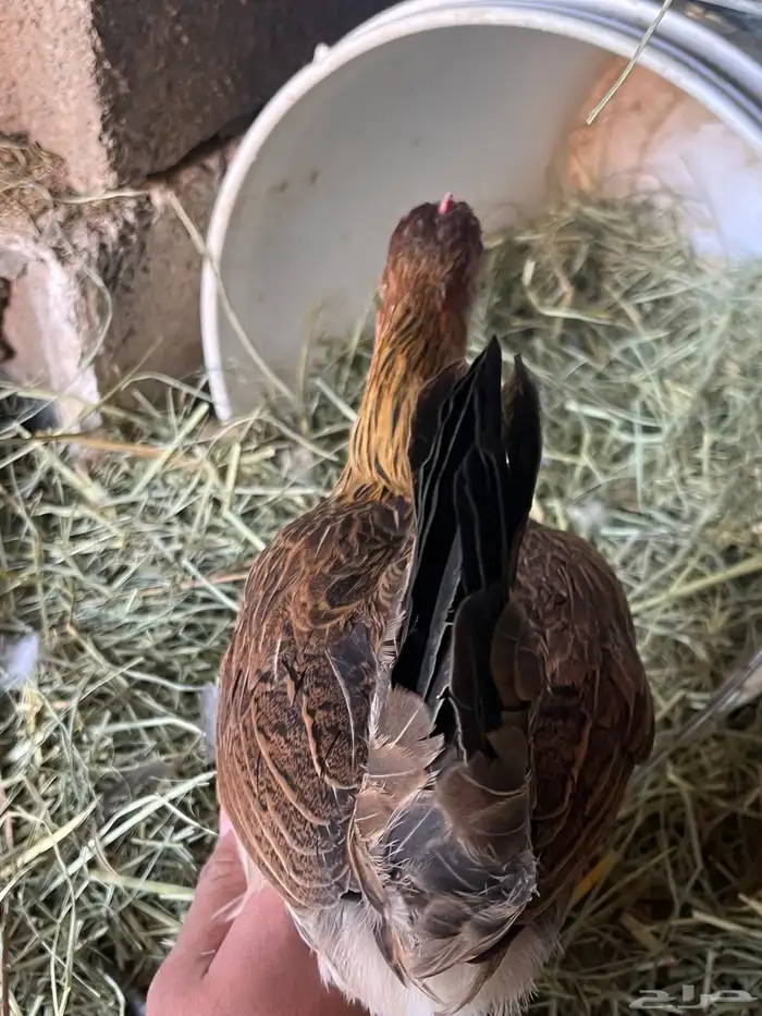 دجاجه فريه و ديك شوكي ماشاءالله تبارك الله 4