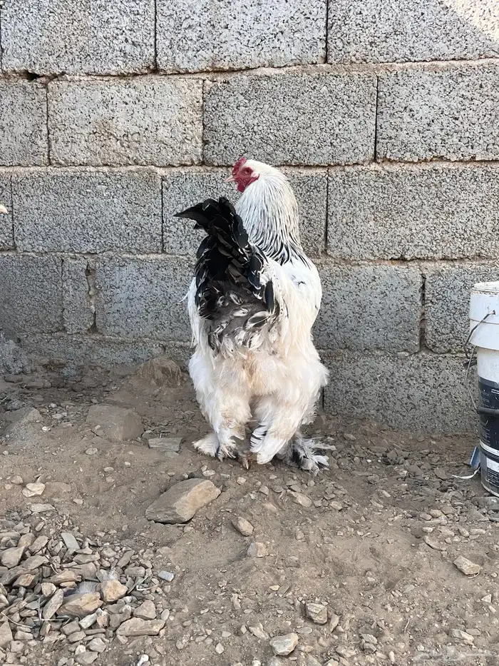 دجاج براهما 8