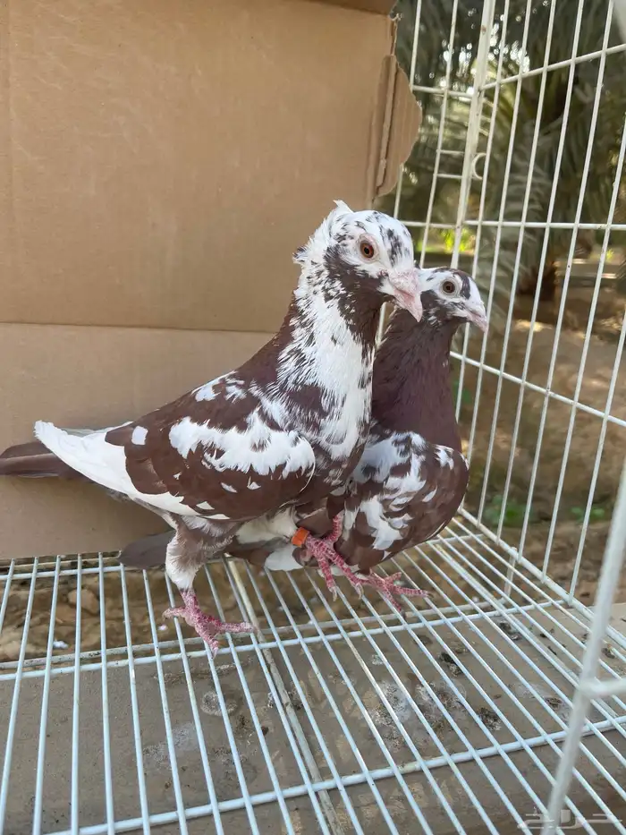 زاجل اجواز 6