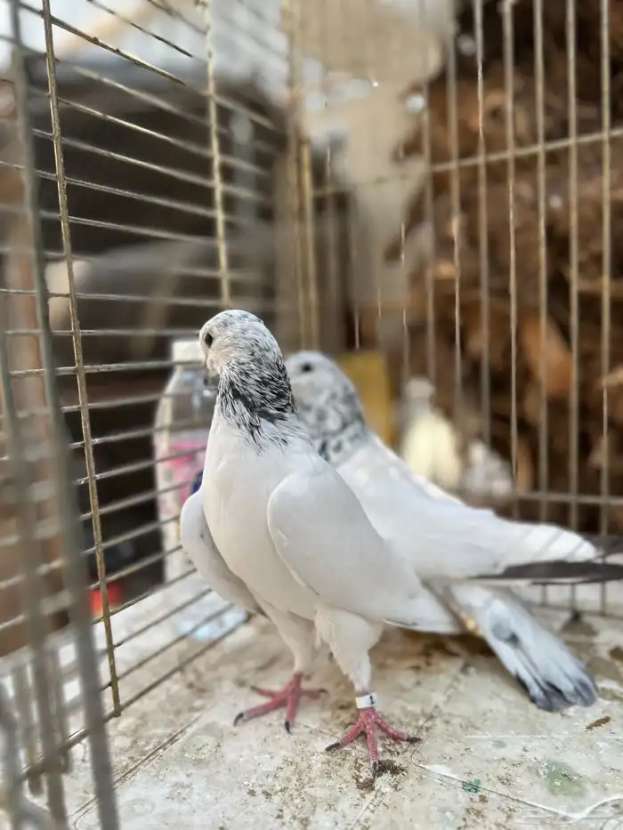 جوز باكستاني موتياء 6