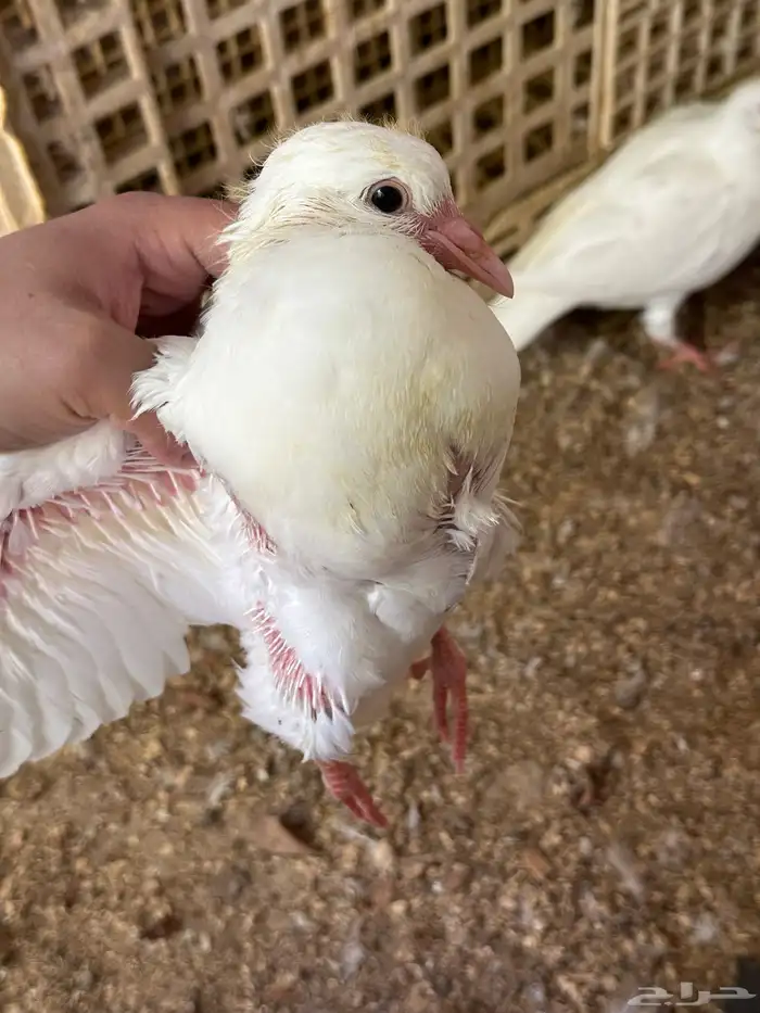 زغاليل حمام فرنسي فاخر 2