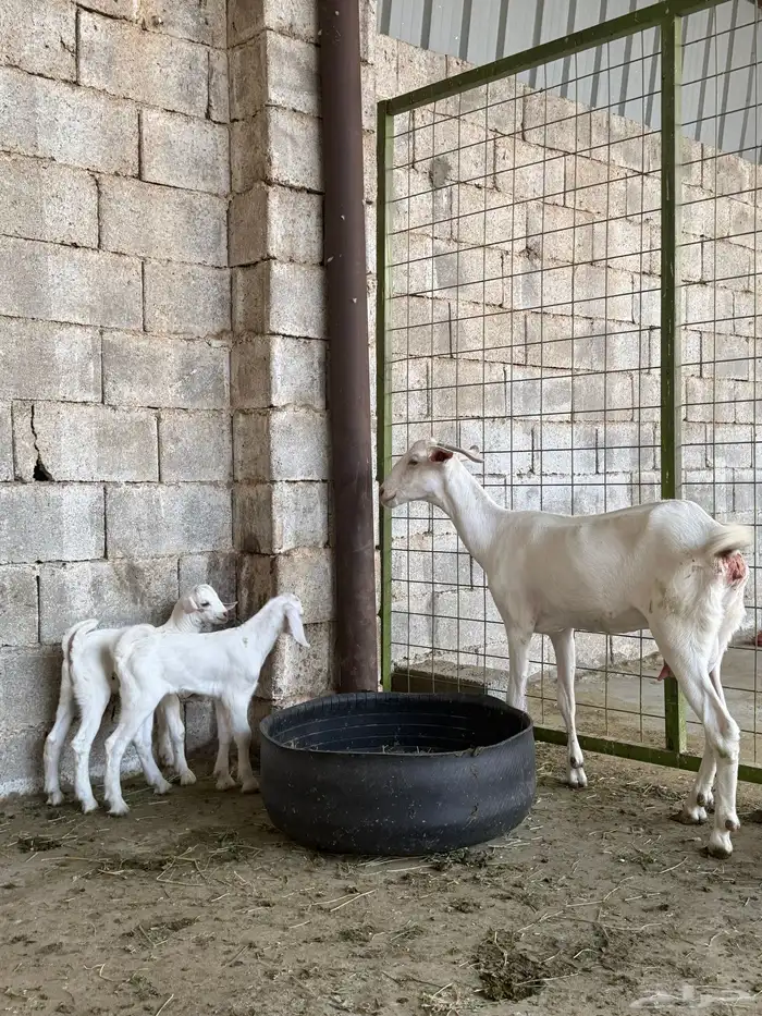 عنز بيشيه برصه معها اثنين تيوس 1