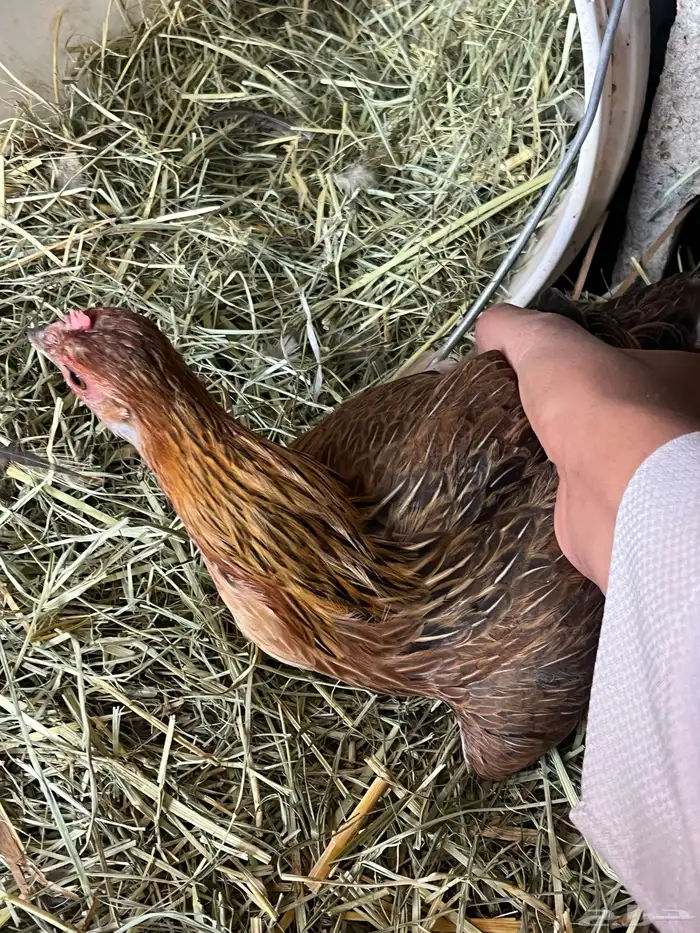 دجاجه فريه و ديك شوكي ماشاءالله تبارك الله 3