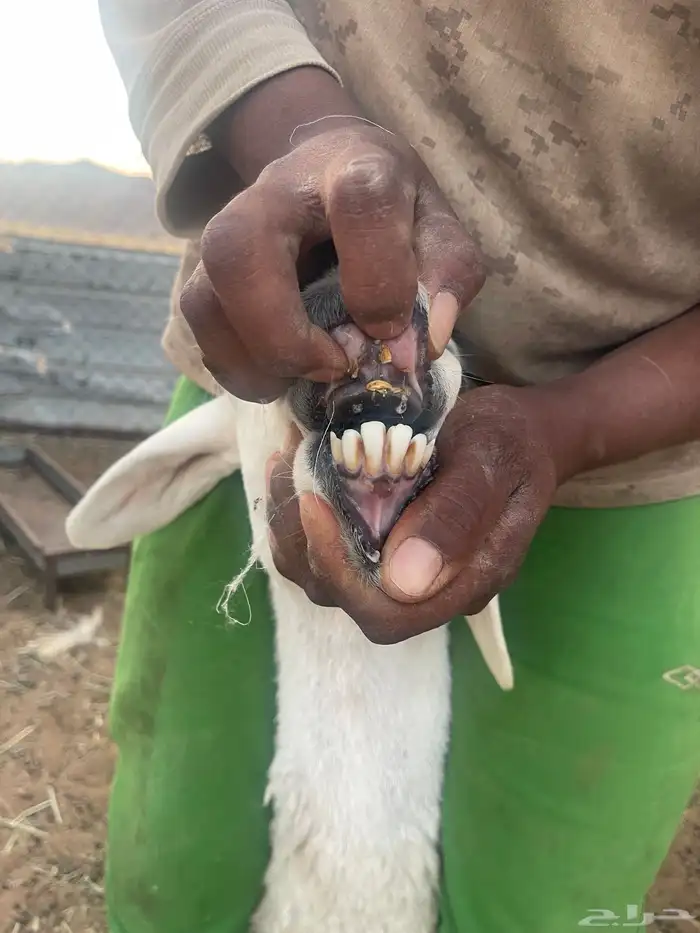 شوهات وليد 0