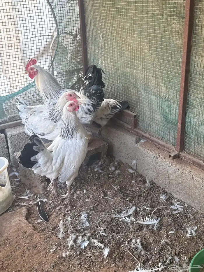 دجاج فرنسي 1