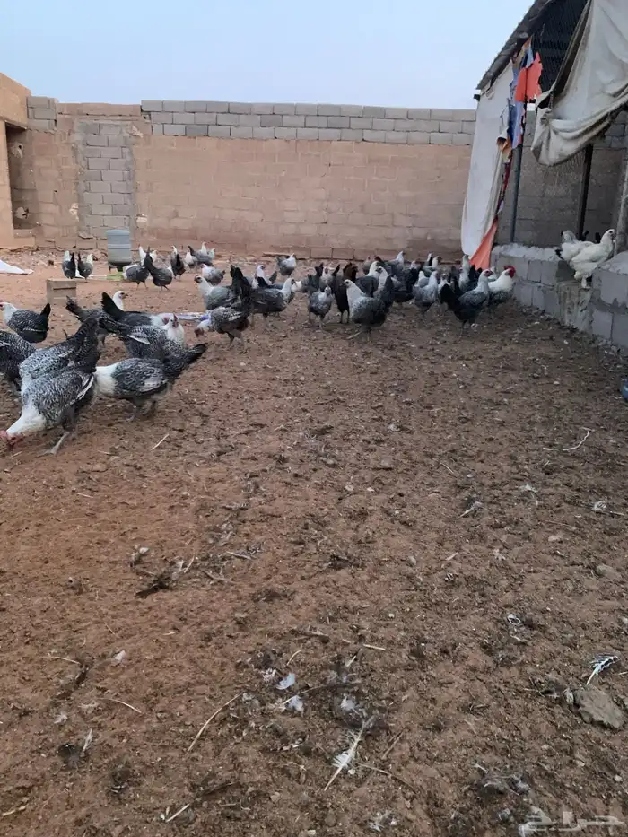 دجاج فيومي بياض 0