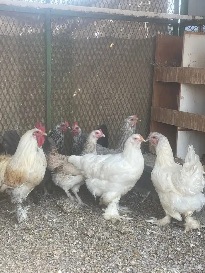 دجاج براهمه للبيع 0