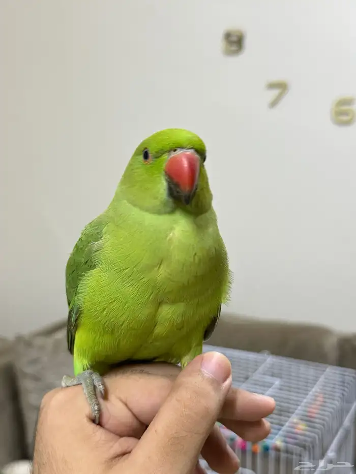 درة هندي( تم البيع ) 1