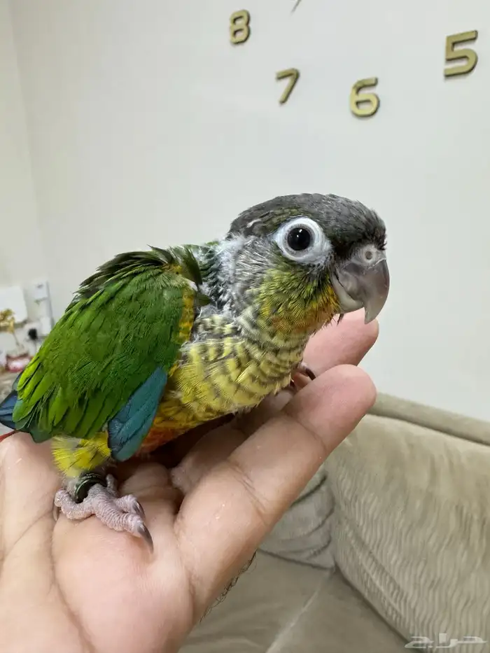 اتوفرت فروخ جديدة ( كنيور -كروان -روز ) 3