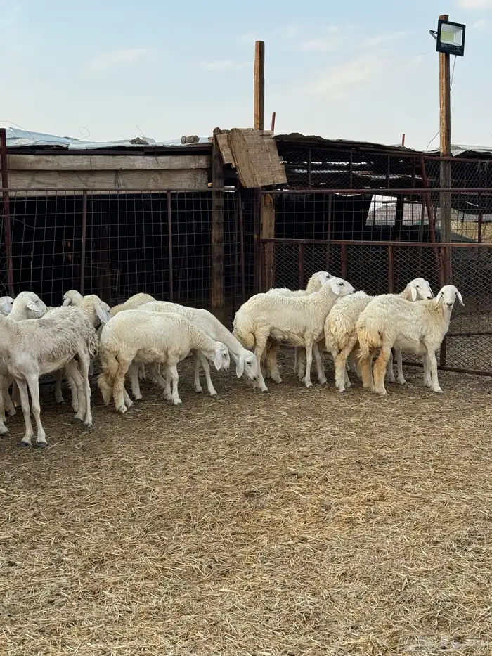 ضان ورخال مراح صغار سن 0