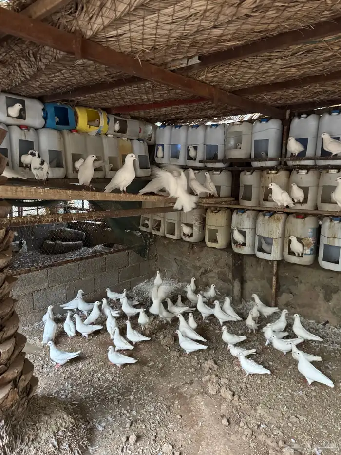 حمام فرنسي 0