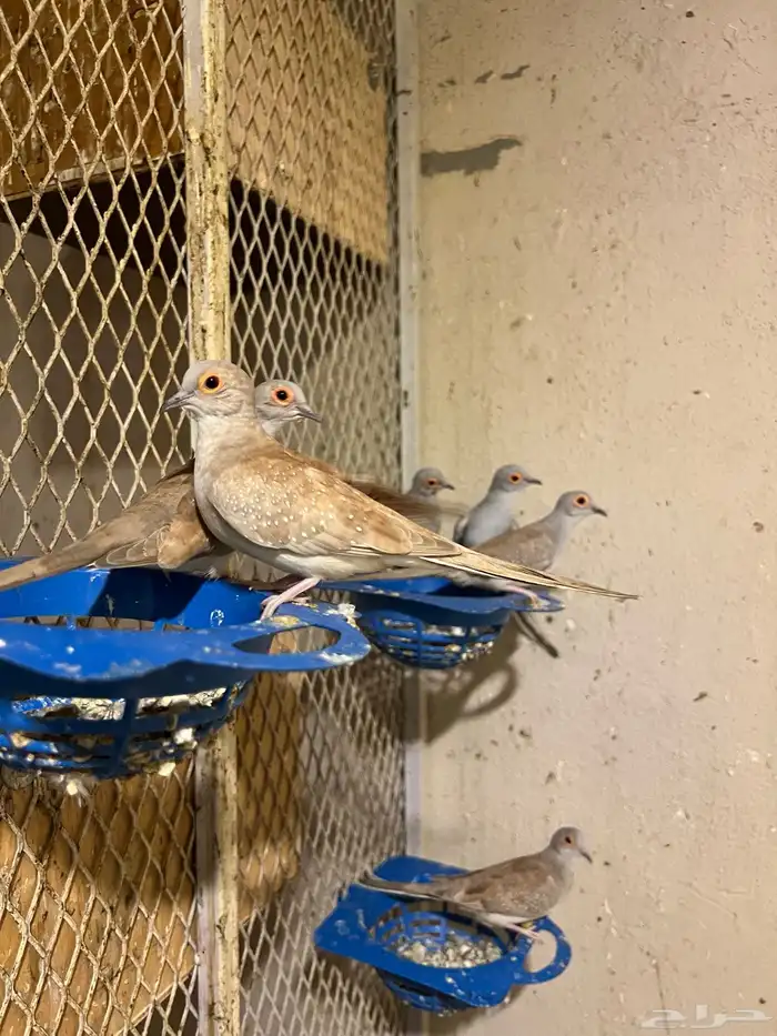 أزواج يمام ماسي أورنج نوادر 0