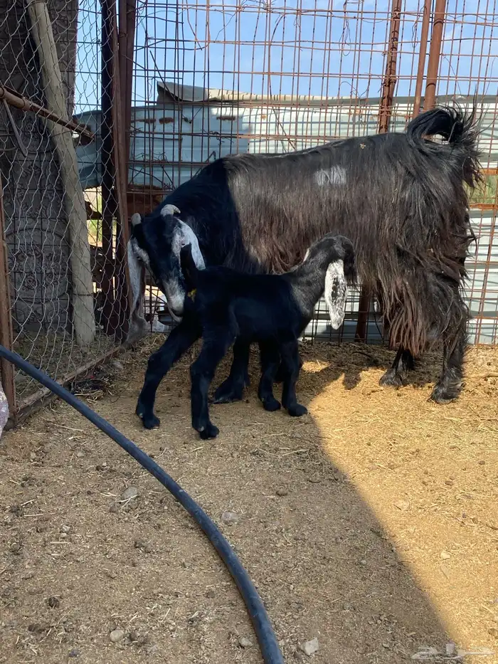 جفرة والد ( تم البيييع ) 9