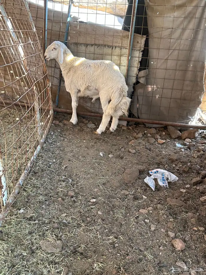 طلي حري لببيع 0