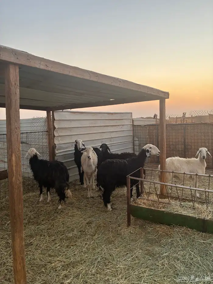 غنم نجد دفيع طيبه 5