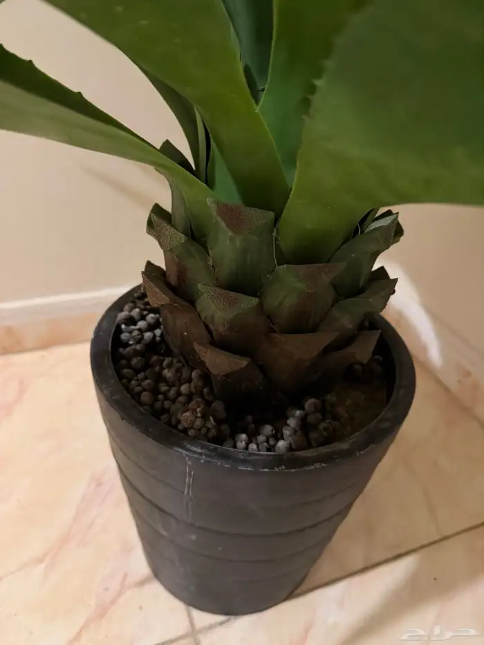 شجرة طبيعية و مكيف صحراوي 2