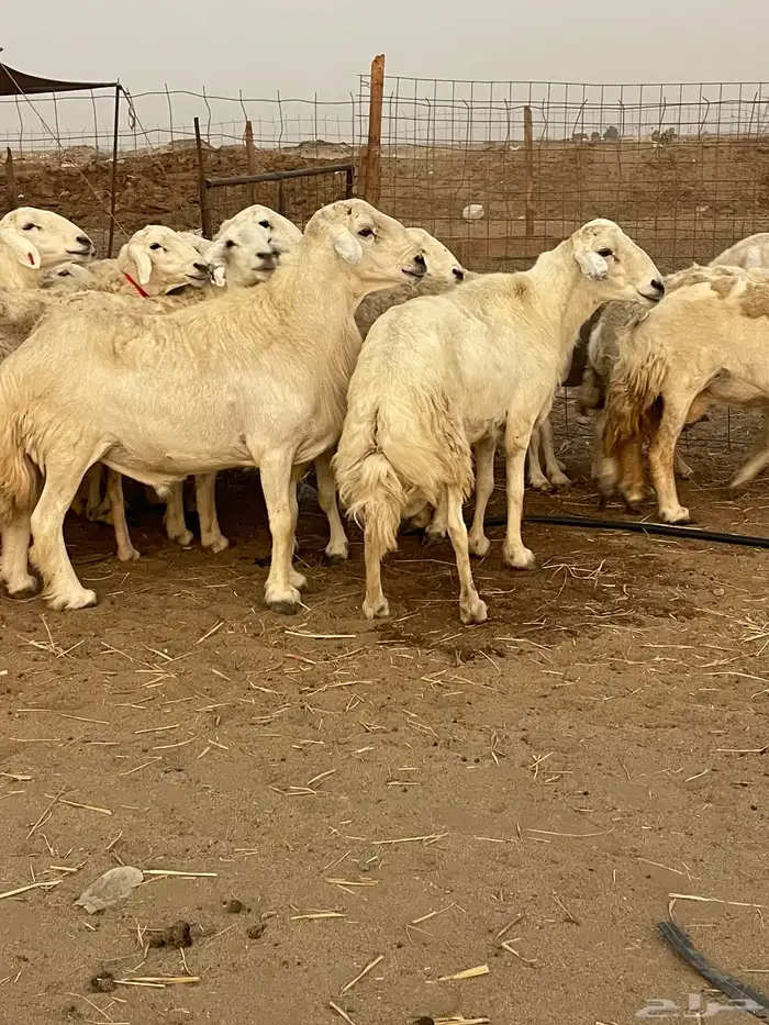 33 غنم حريات حرش جروم منوة القاني تبارك الله.. 5