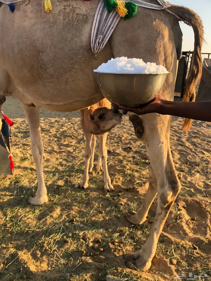 خلفة حمراء مجاهيم 3