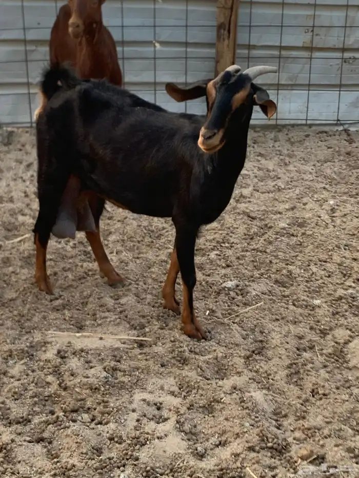 للبيع معزا دهم مواليد 2