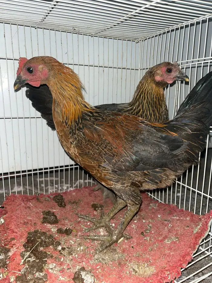 دجاج للبيع 1