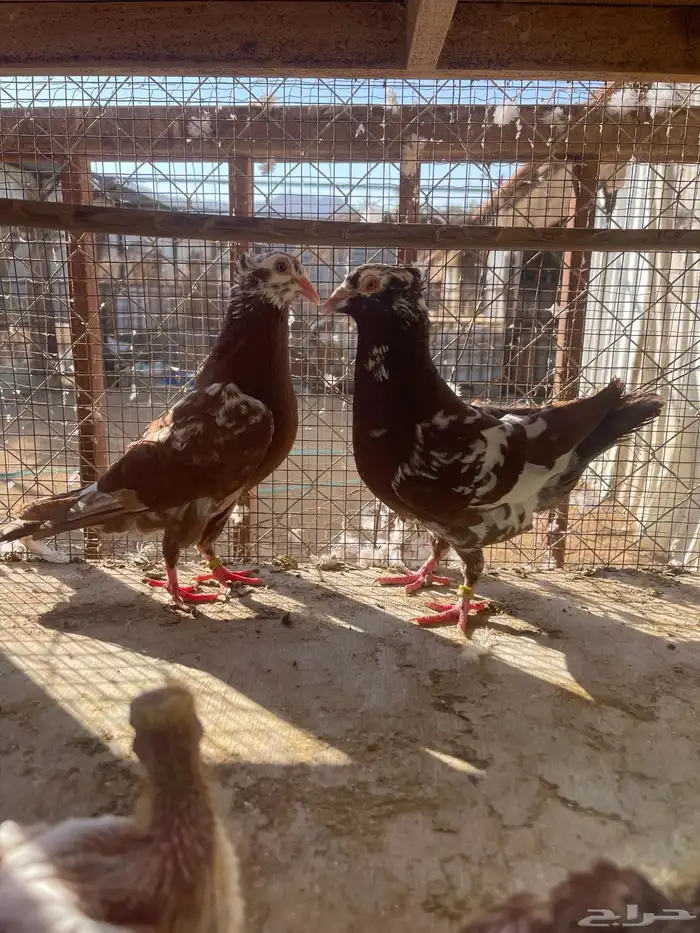 زاجل اجواز 5