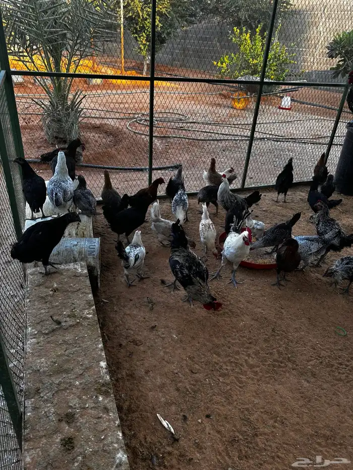 دجاج بياض رومي وبلدي وديكه للبيع 1