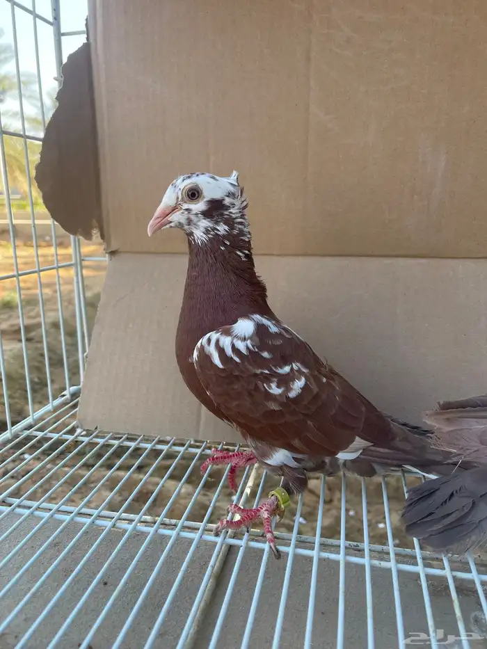 زاجل اجواز 0