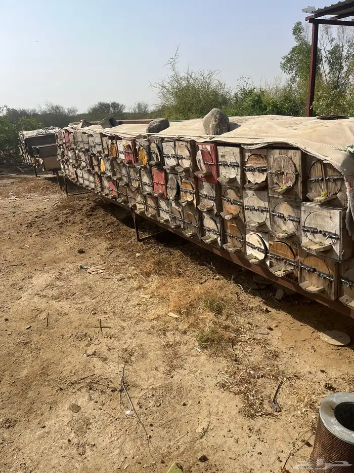 جبوح محايلي فاضي للبيع 0