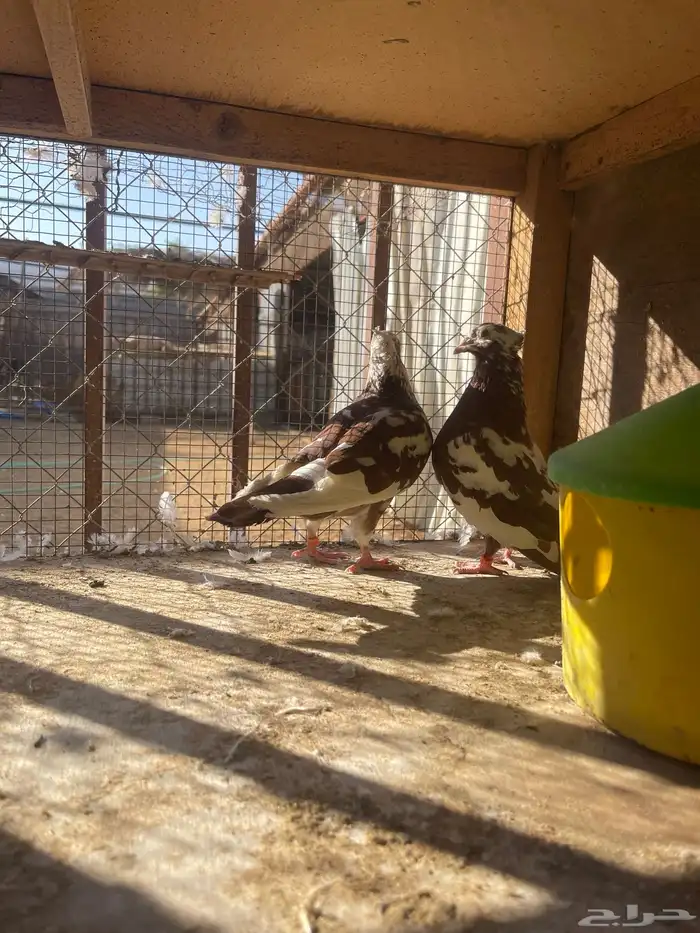 زاجل اجواز 10