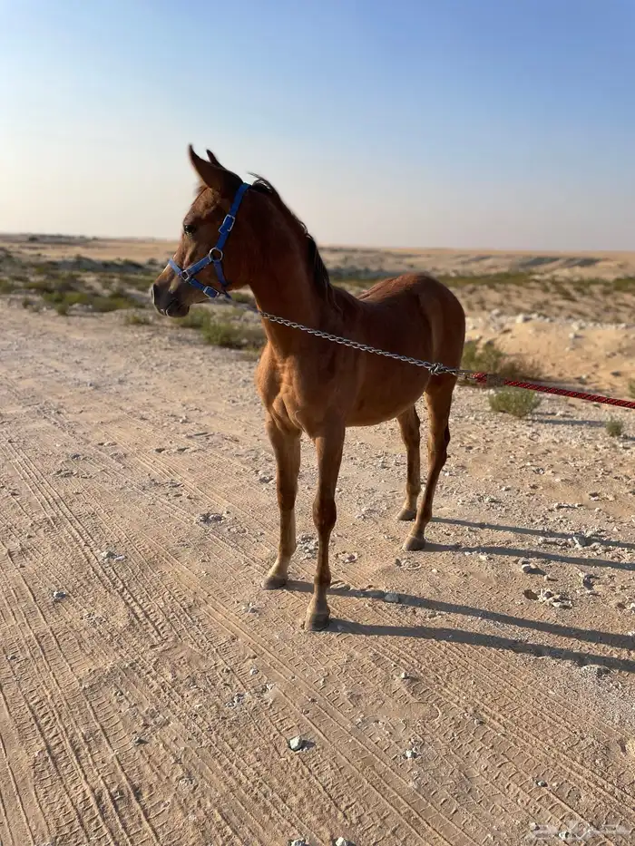 مهر شعبي شيخ 1