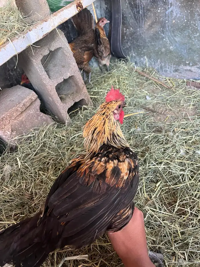 دجاجه فريه و ديك شوكي ماشاءالله تبارك الله 8