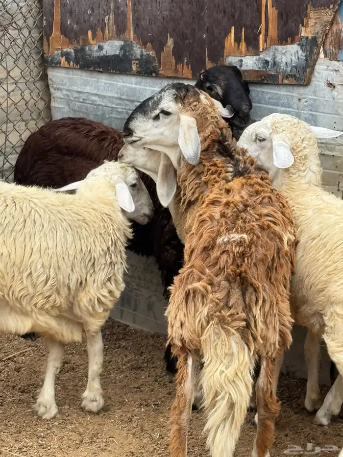 4 طليان للبيع 4