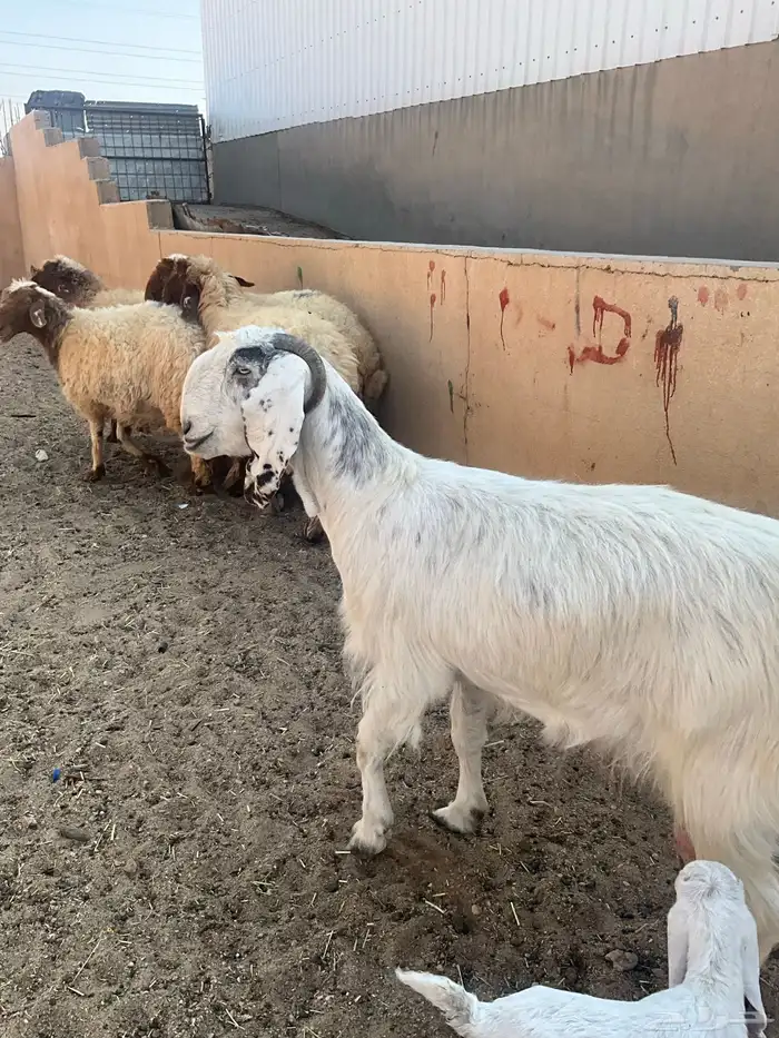 عنز مطفل خصم 4