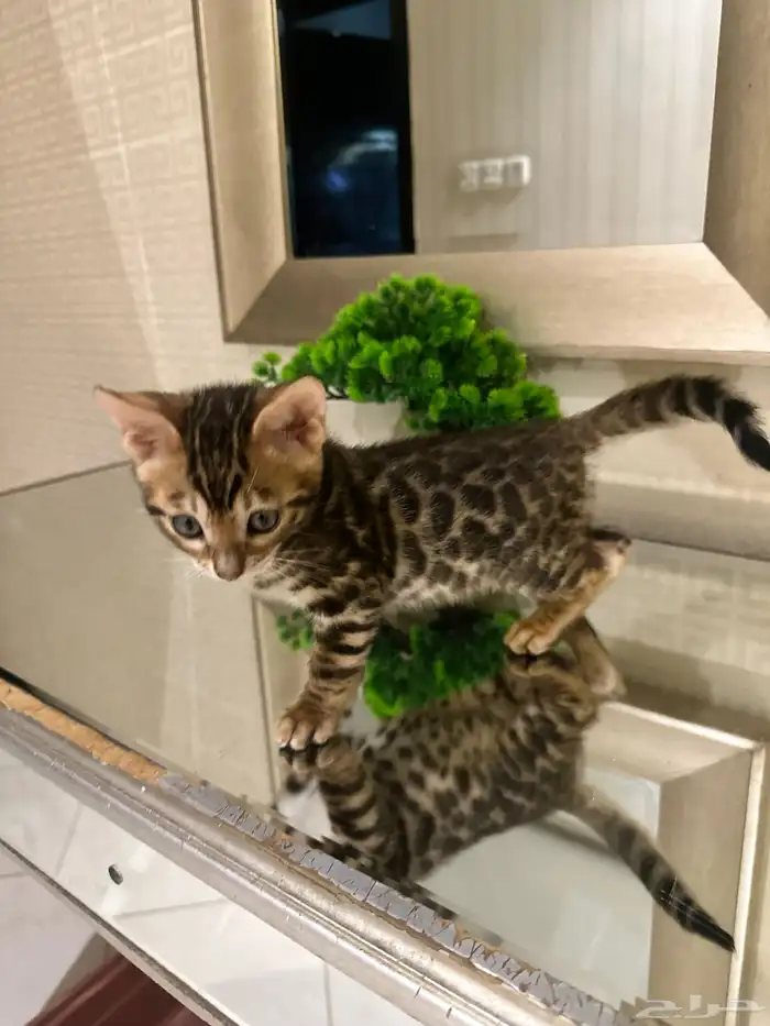 قطط بنغال بلاك سنو سلفر وبروان جميع الالوان 8