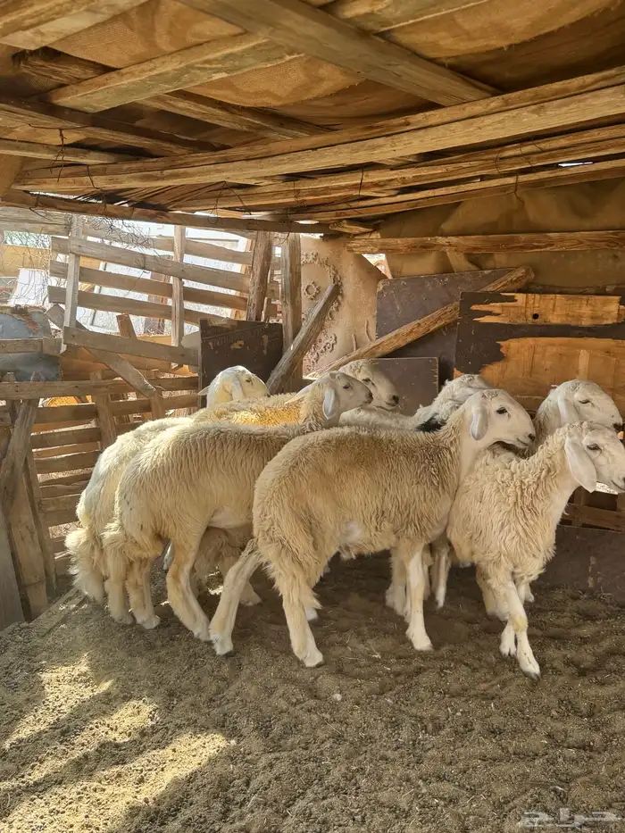 طليان حريه 3