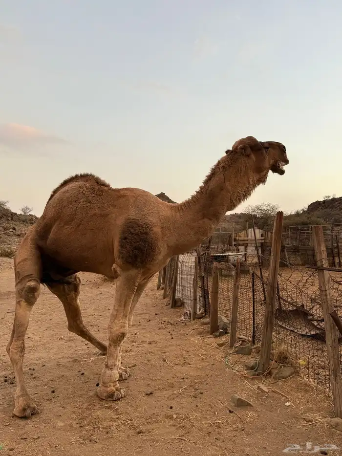 بعير فحل للبيع 0
