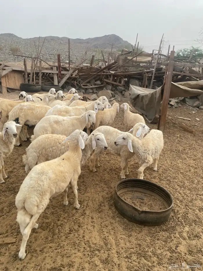 ذبايح حري و سواكني يوجد دفع تابي تقسيط و توصيل 2