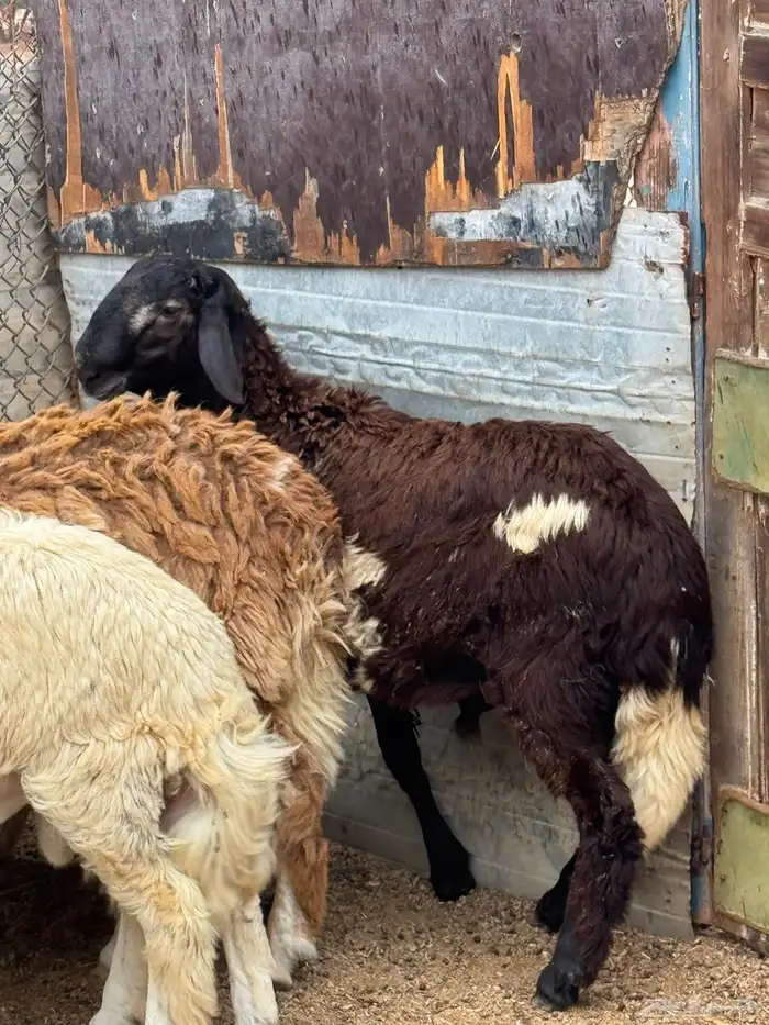 4 طليان للبيع 1