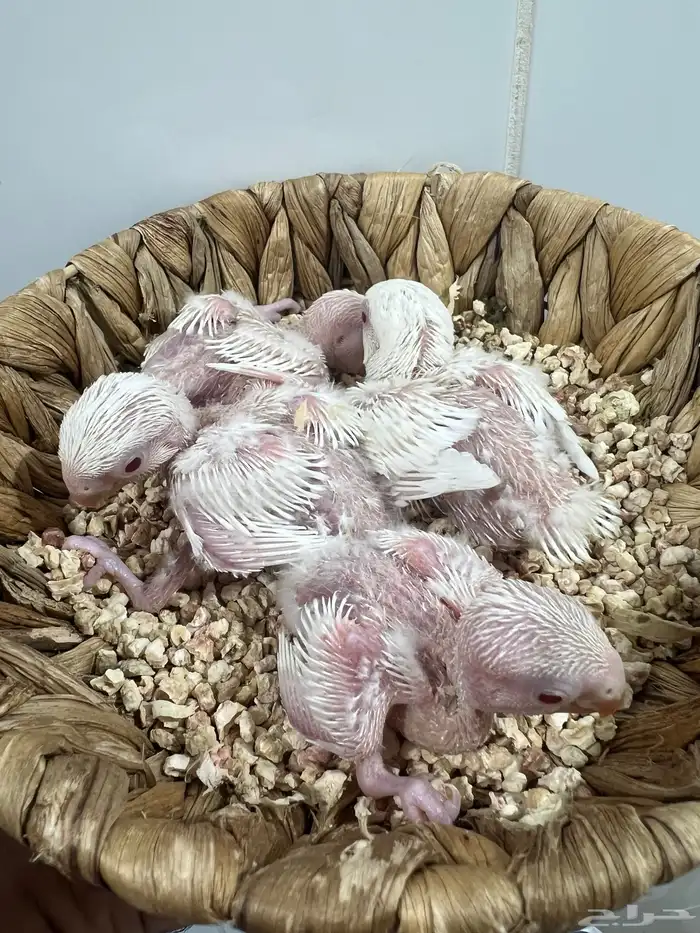 فروخ روز غر البينو جمله 5 حبات 0