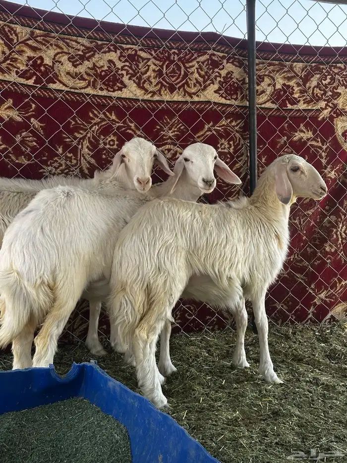 ارخل مقاني 1