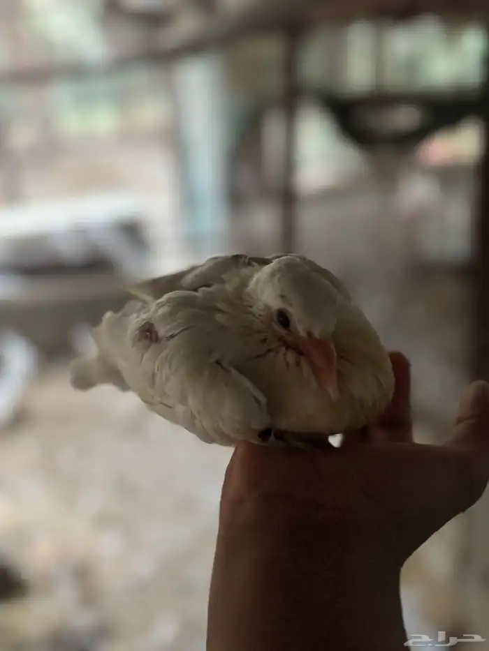 حمام فرنسي 6