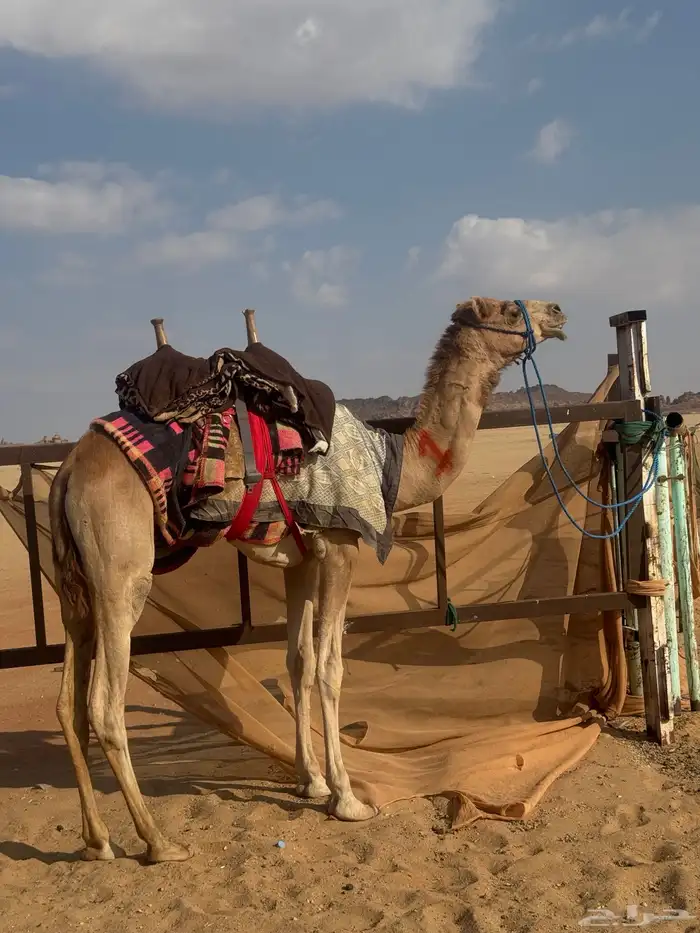 قعود طبع شرط ثني 0