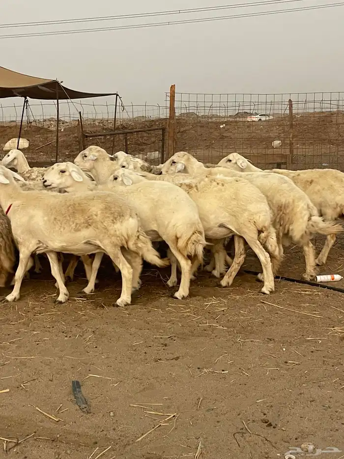 33 غنم حريات حرش جروم منوة القاني تبارك الله.. 7