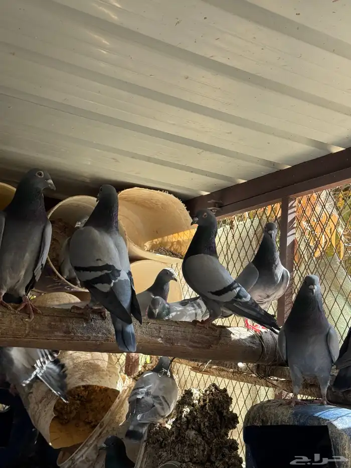 حمام زاجل منتج 0