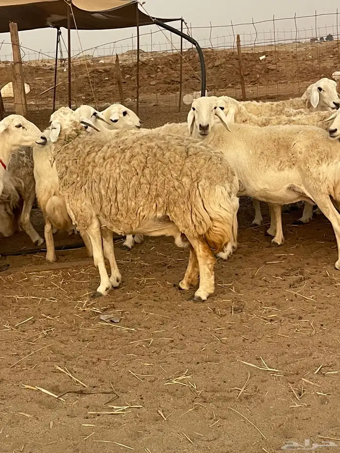 33 غنم حريات حرش جروم منوة القاني تبارك الله.. 12