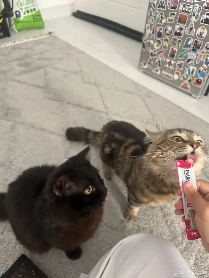 قطط ذكر وأنثى لتبني 0